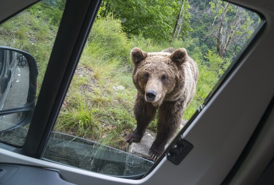 A brown bear looks curiously through the open window of a parked car, European brown bear (Ursus arctos arctos), Transylvania, Carpathians, Romania