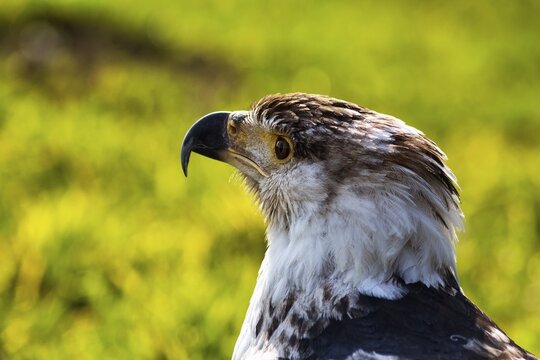 African Fish Eagle (Haliaeetus vocifer), juvenile, portrait, captive, Bird Park, Adlerwarte Berlebeck, Detmold, North Rhine-Westphalia, Germany