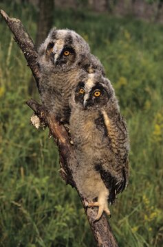 Long-eared Owls (Asio otus), two almost fully fledged young