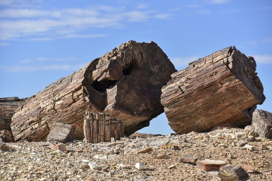 Petrified tree in Bosques Petrificados de Jaramillo National Park, Patagonia, Argentina
