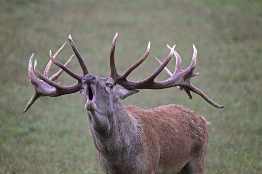 Red deer (Cervus elaphus), calling, during rut, southern Hungary