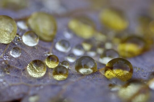 Dew drop in autumn on maple leaf
