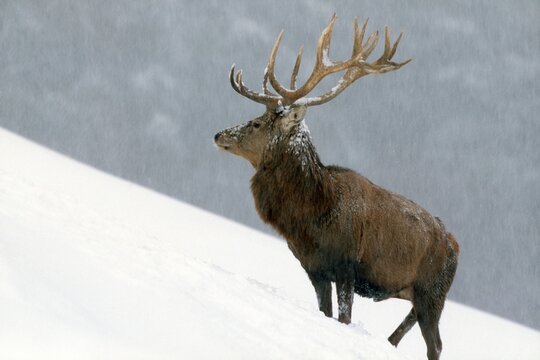 Red Deer (Cervus elaphus), Aurach, Tyrol, Austria, Europe