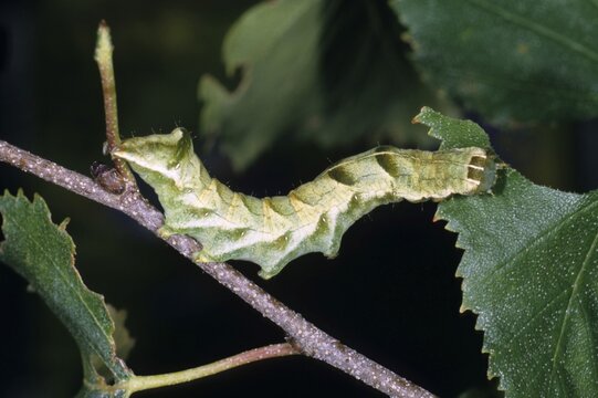 Mamestra persicariae (Mamestra persicariae), caterpillar moving from one leaf to another to feed