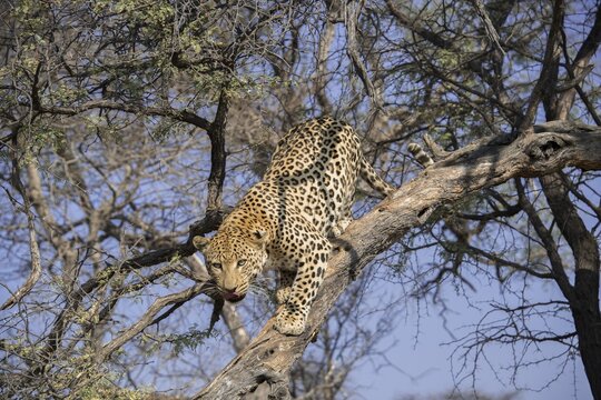 Leopard (Panthera pardus) climbing on tree, near Khomas, Namibia