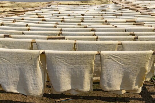 Fresh made rubber sheets at a Rubber plantation near Myeik or Mergui, Myanmar