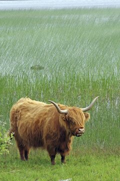 Brown Highland cow in high reeds on the shore of a lake in front of a green meadow, Mull, Inner Hebrides, Scotland, Great Britain