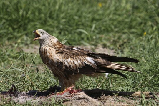 Red Kite (Milvus milvus) calling while perching on a deer carcass