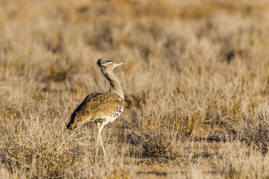 Kori Bustard (Ardeotis kori), Etosha National Park, Namibia