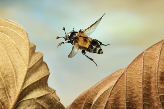 Common sexton beetle (Nicrophorus vespillo) in flight, on dried leaf, Germany