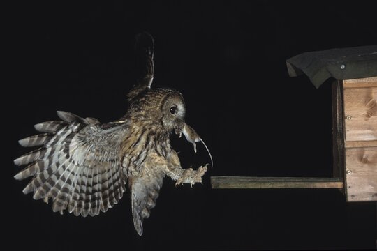 Tawny Owl (Stryx aluco) carrying Wood Mouse prey (Apodemus sylvaticus) to its nest