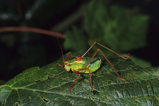 Barbitistes serricauda