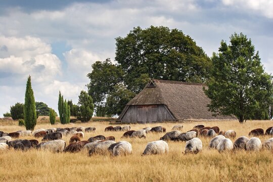 Heidschnucken and old sheep pen, L&uuml;neburg Heath, Lower Saxony, Germany