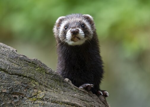 European polecat (Mustela putorius) or wood tiger standing on an old log, captive, Germany