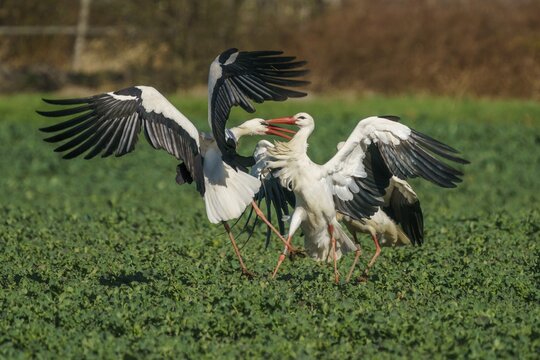 White stork (Ciconia ciconia) two storks quarrelling in a field, wildlife, Germany