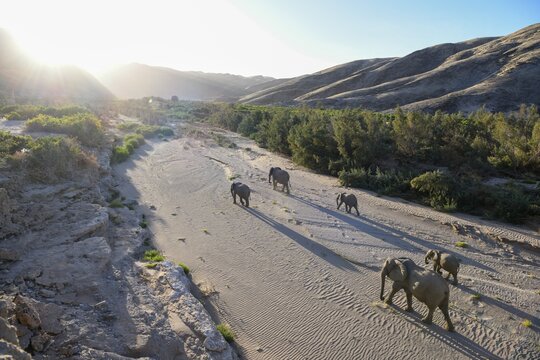 Desert elephants (Loxodonta africana) in the Hoanib dry river, Kaokoveld, Kunene region, Namibia