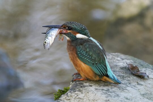 Common kingfisher (Alcedo atthis) with captured fish in its beak on a stone, Germany