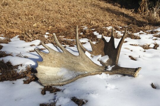Elks left scoop, weighing 8, 5 kg, of an Alaskan moose (Alces alces) in the snow, Alaska, USA