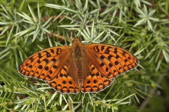 High brown fritillary (Fabriciana adippe) sunbathing on a juniper bush in Degenfeld, Baden-W&uuml;rttemberg, Germany