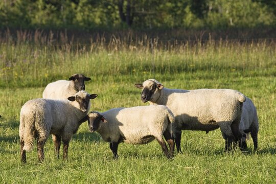 Blackhead sheep (Ovis orientalis aries), Upper Bavaria, Germany, Europe