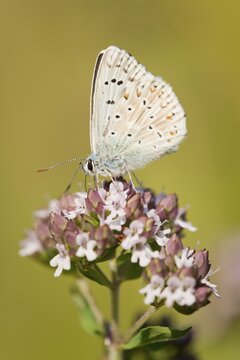 Adonis Blue (Polyommatus bellargus, Lysandra bellargus) on a Wild Marjoram or Oregano plant (Origanum vulgare), feeding on nectar, Thuringia, Germany