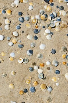 Shells on a beach, Tasmania