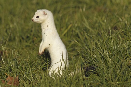 Stoat, Ermine or Short-tailed weasel (Mustela erminea), winter fur, Allg&auml;u, Bavaria, Germany
