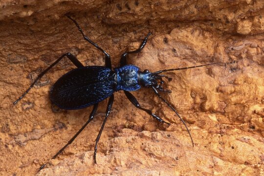 European Ground Beetle (Carabus nemoralis), Tirol, Austria