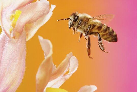 Honey bee (Apis mellifera), in flight, on the flower of a Snapdragon (Antirrhinum), Germany