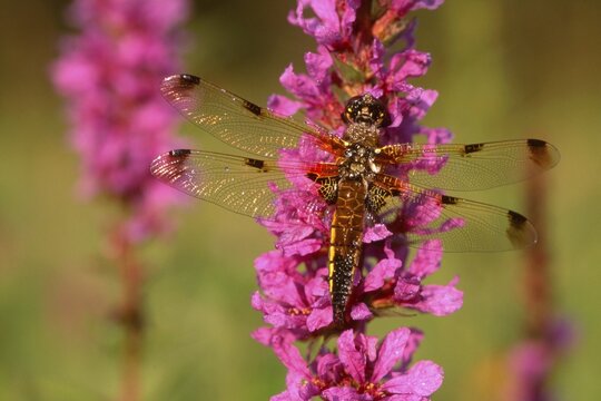 Four-spotted Chaser or Four-spotted Skimmer dragonfly (Libellula quadrimaculata) perched on a blossom, North Tirol, Austria