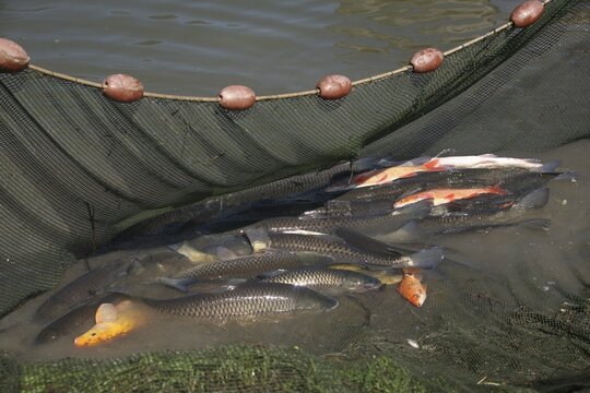Fresh water fish in net, Grass Carp or White Amur (Ctenopharyngodon idella), Tench or Doctor fish (Tinca tinca), Ide or Orfe (Leuciscus idus),