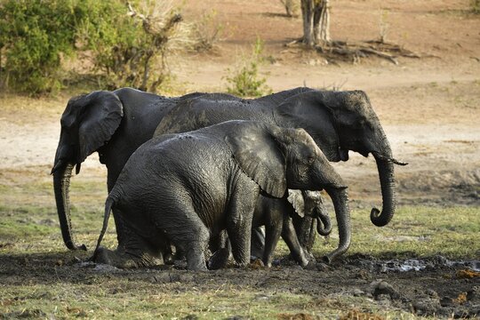 Group of elephants (Loxodonta africana) rolling in the mud, Chobe National Park, Botswana