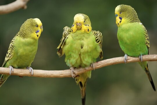 Budgie (Melopsittacus undulatus) sitting on a branch, Captive, Germany