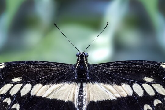 King swallowtail (Papilio thoas), captive, close-up, top view of wings, head and antennae, butterfly house in Maximilianpark Hamm, North Rhine-Westphalia, Germany