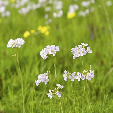 Cuckooflower or Lady's Smock (Cardamine pratensis) growing in a marsh area, North Rhine-Westphalia, Germany
