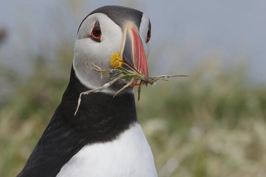 Close-up of a puffin with grass in its beak, nest material, breeding season, Lunga Island, Treshnish Isles, Inner Hebrides, Scotland, Great Britain