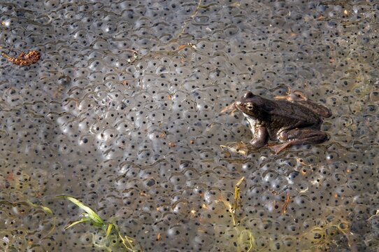 Frog (Rana temporaria), spawning