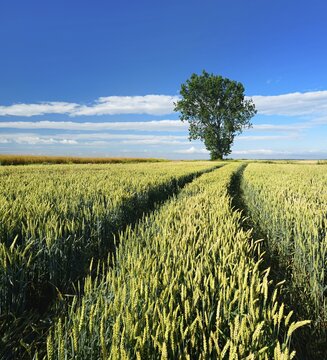 Cultural landscape in summer, wheat field, lane leads into the picture, blue sky with cumulus clouds, solitary tree on the horizon, near Wettin, Saalekreis, Saxony-Anhalt, Germany