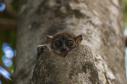 The northern sportive lemur (Lepilemur septentrionalis), also known as the Sahafary sportive lemur, Ankarana Special Reserve, Madagascar
