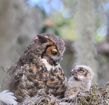 Great Horned Owl and Owlet