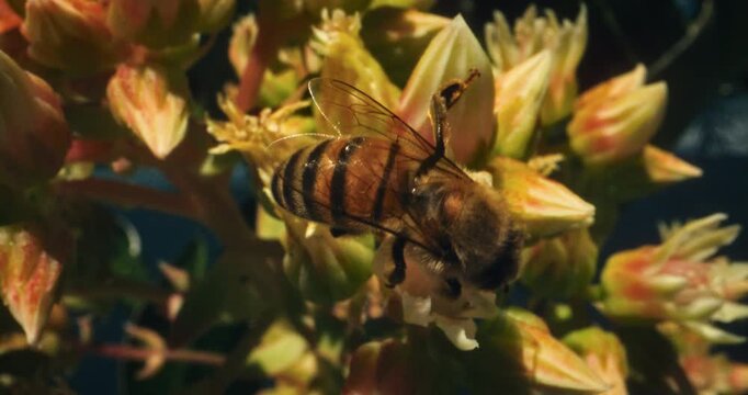 Bumblebee crawling over yellow flower buds then flying off in slow motion - super closeup