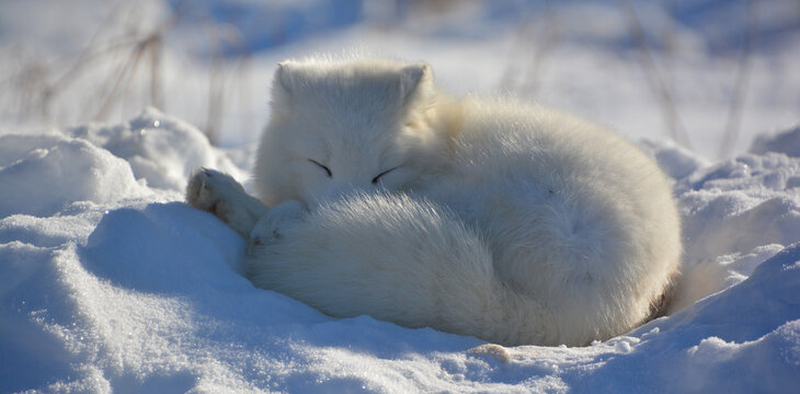 In winter arctic fox (Vulpes lagopus), also known as the white, polar or snow fox, is a small fox native to the Arctic regions of the Northern Hemisphere and common throughout the Arctic tundra biome