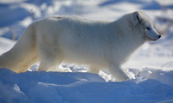 In winter arctic fox (Vulpes lagopus), also known as the white, polar or snow fox, is a small fox native to the Arctic regions of the Northern Hemisphere and common throughout the Arctic tundra biome