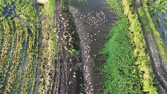 Aerial View Of A Flock Of Ducks Swimming In A Murky Swamp Surrounded By Lush Green Vegetation And Muddy Patches