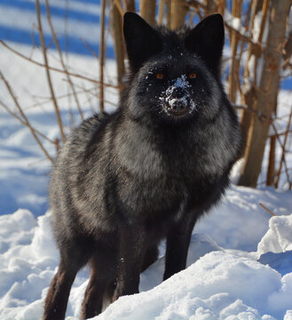 The silver fox is a melanistic form of the red fox (Vulpes vulpes). Silver foxes display a great deal of pelt variation. Some are completely glossy black except for a white colouration on the tale
