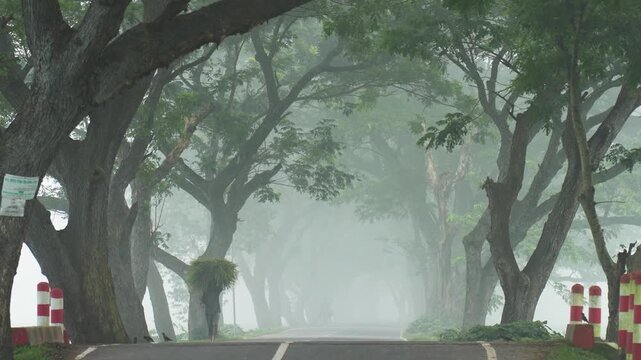 Bogura, Bangladesh - 22 November 2023: View of a person carrying a bundle of grass on their head while walking along a misty road lined with large trees.