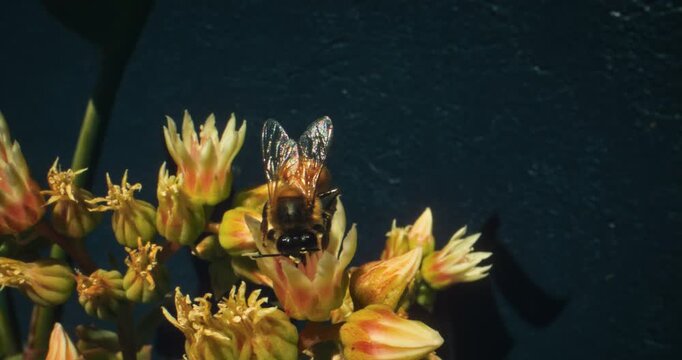 Glistening little bumblebee collecting pollen from yellow flower buds - slow motion steady cam shot