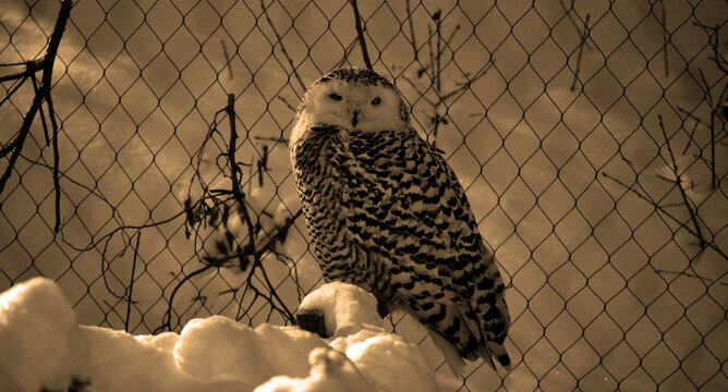 Snowy owl (Bubo scandiacus) is a large, white owl of the typical owl family. Snowy owls are native to Arctic regions in North America and Eurasia. 