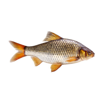Detailed side view of a shiny silver carp fish with orange fins on transparent background