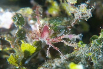 Orangutan Crab in Ambon Bay, Ambon, Indonesia © Observer's Garden